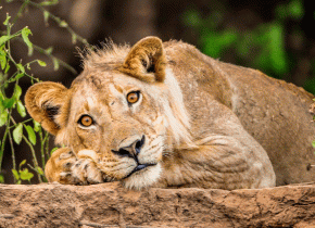 4 Days Serengeti Photography Safari