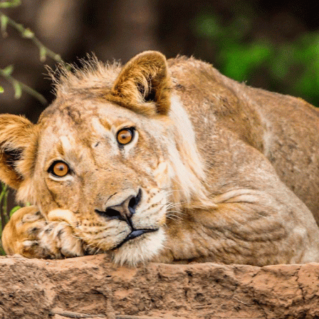 How to Capture the Perfect Wildlife Shot in Serengeti