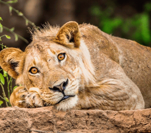 How to Capture the Perfect Wildlife Shot in Serengeti