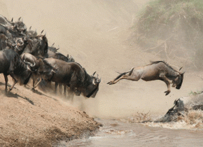 3 Days Fly-In Serengeti Great Migration Safari