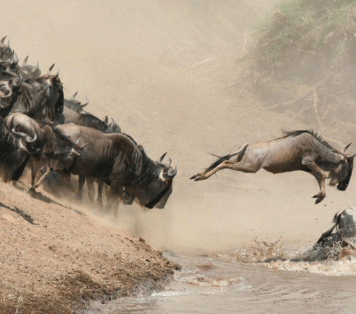 Migration Safari from Arusha