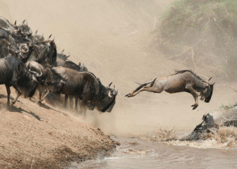 8 Days Mara River Crossing & Big Five Safari