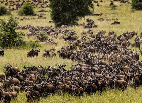 Serengeti Wildebeest Migration Safari Complete Guide