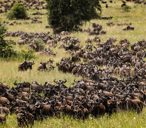Serengeti Wildebeest Migration Safari Complete Guide