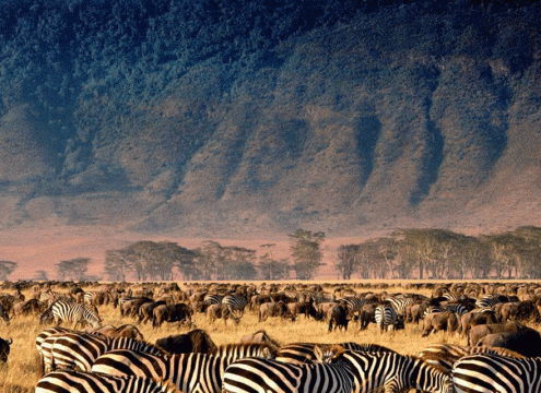 3 Days Serengeti safari and Ngorongoro Crater Tour