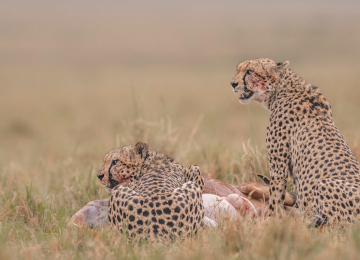 Cheetah feeding on prey in the Serengeti during a 5 Day Serengeti Safari including Ngorongoro Crater.