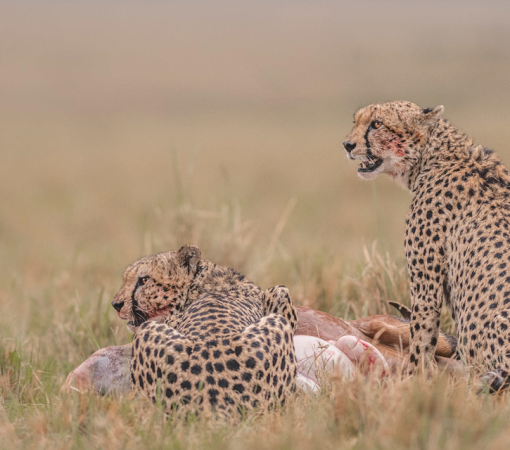 Cheetah feeding on prey in the Serengeti during a 5 Day Serengeti Safari including Ngorongoro Crater.