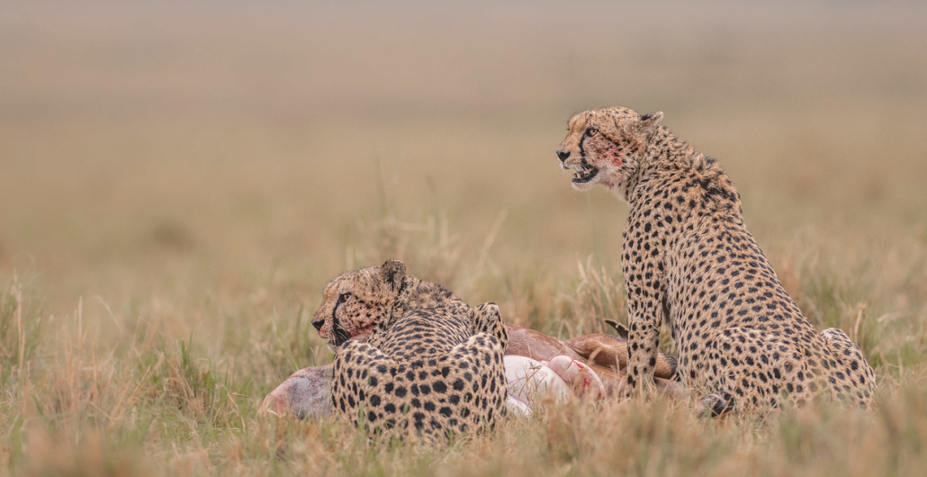 Cheetah feeding on prey in the Serengeti during a 5 Day Serengeti Safari including Ngorongoro Crater.