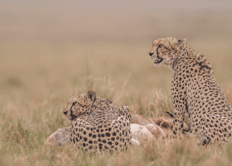 Cheetah feeding on prey in the Serengeti during a 5 Day Serengeti Safari including Ngorongoro Crater.