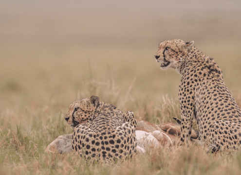 Cheetah feeding on prey in the Serengeti during a 5 Day Serengeti Safari including Ngorongoro Crater.