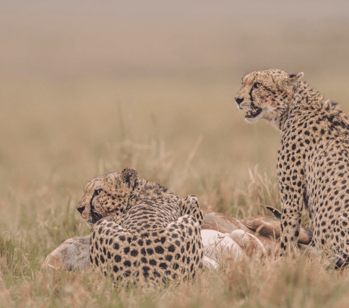 Cheetah feeding on prey in the Serengeti during a 5 Day Serengeti Safari including Ngorongoro Crater.