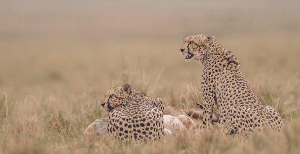 Cheetah feeding on prey in the Serengeti during a 5 Day Serengeti Safari including Ngorongoro Crater.